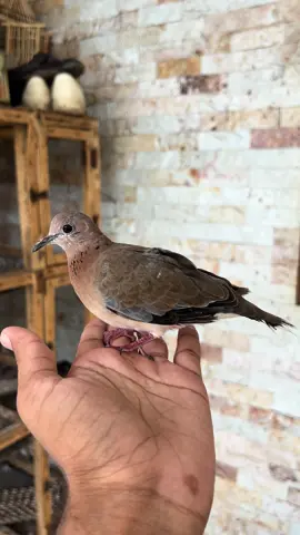 Patlu wapis agya Mashallah | pray for Motu 🥹 | Aj Pets #ahsanjutt #seeti #raju #shera #ajlpets #foryou #pigeon #kabootar #pets #birds #Love #tiktokviral #handtame #golumolu #dove #ajpets #badshah #mynatalkingbird #trending #mynabird #motupatlu #finches 