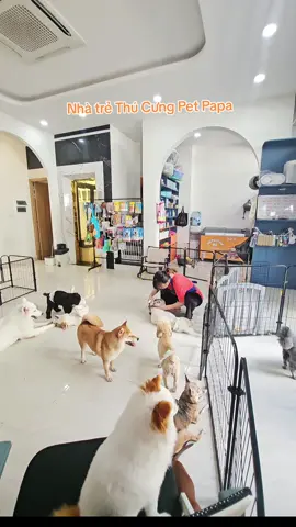 Lớp học dui nhộnnnn 🐶🐶 #thucungvuinhon #petlover #petfunny #nhatrethucung #thucung #pets #petlove 
