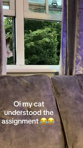 #foryou #madcat #littleshit #theif #haha 