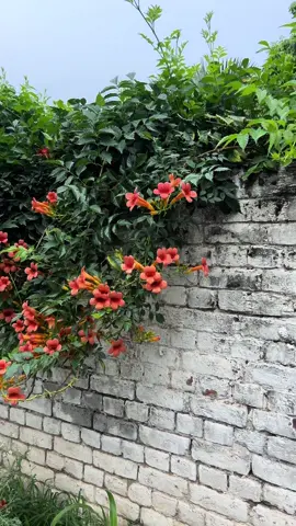 #video #trending #fypシ #plants #pattoki #سرسبزپاکستان💚🥀 #نرسرى #overseaspakistani @tiktokIDofficial 