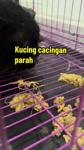 Kalo Kacing kamu obat cacing nya rutin tidak? #catoftiktok #catlovers #kucing #viral #fyp #kucingcacingan 