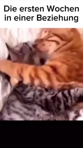 Kennt man #katzen #cat #miau #fyp 
