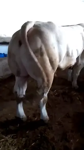 #🐂🥩🤠 ربي يبارك 💪 فلاح 🔥