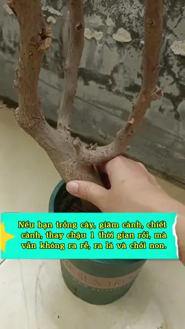 giúp cây ra rễ, bật chồi, đẻ nhánh, ra lá non. phục hồi cây sau khi hạn hán, hoặc đảo bầu thay chậu. #chamsoccay #phuchoicay #kichre #trongcaytainha #trongcaysieude 