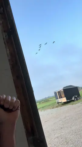 These geese dont understand the mistake they are making 😂