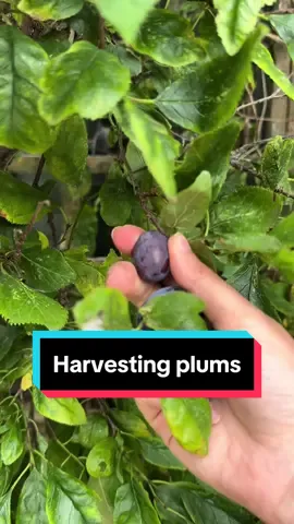 The plum picking asmr though 😍 lovely little surprise! 💜 garden picking asmr #harvest #harvesting #gardening #PlantTok #gardentok #garden 