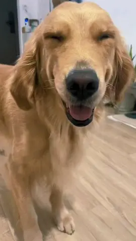 #goldenretrieverlife #PetsOfTikTok #funnydogs 