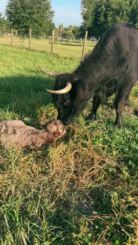 I cant believe it- another baby!! Its just like humans, the females got onto the same cycle and were in heat at the same time. I have always prayed to have the babies born close together so they can play and grow up together and it finally happened. What a beautiful gift❤️#cashthedonkey #gratitude #farmsoftiktok #farmlife #babycow #fuzzycow 