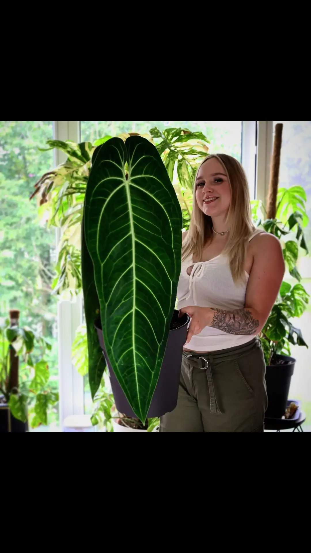 When your Warocqueanum Leaf is bigger than your dreams! 🌱🌟 📸: @plantomika_ on IG #anthuriumwarocqueanum #anthuriumqueen #anthuriumbig #picofinstagram #picoftheday #thankyou #plant #plantsmakepeoplehappy #plantcollection #plantlover #plantloverseu #plantsofinstagram #plantlife