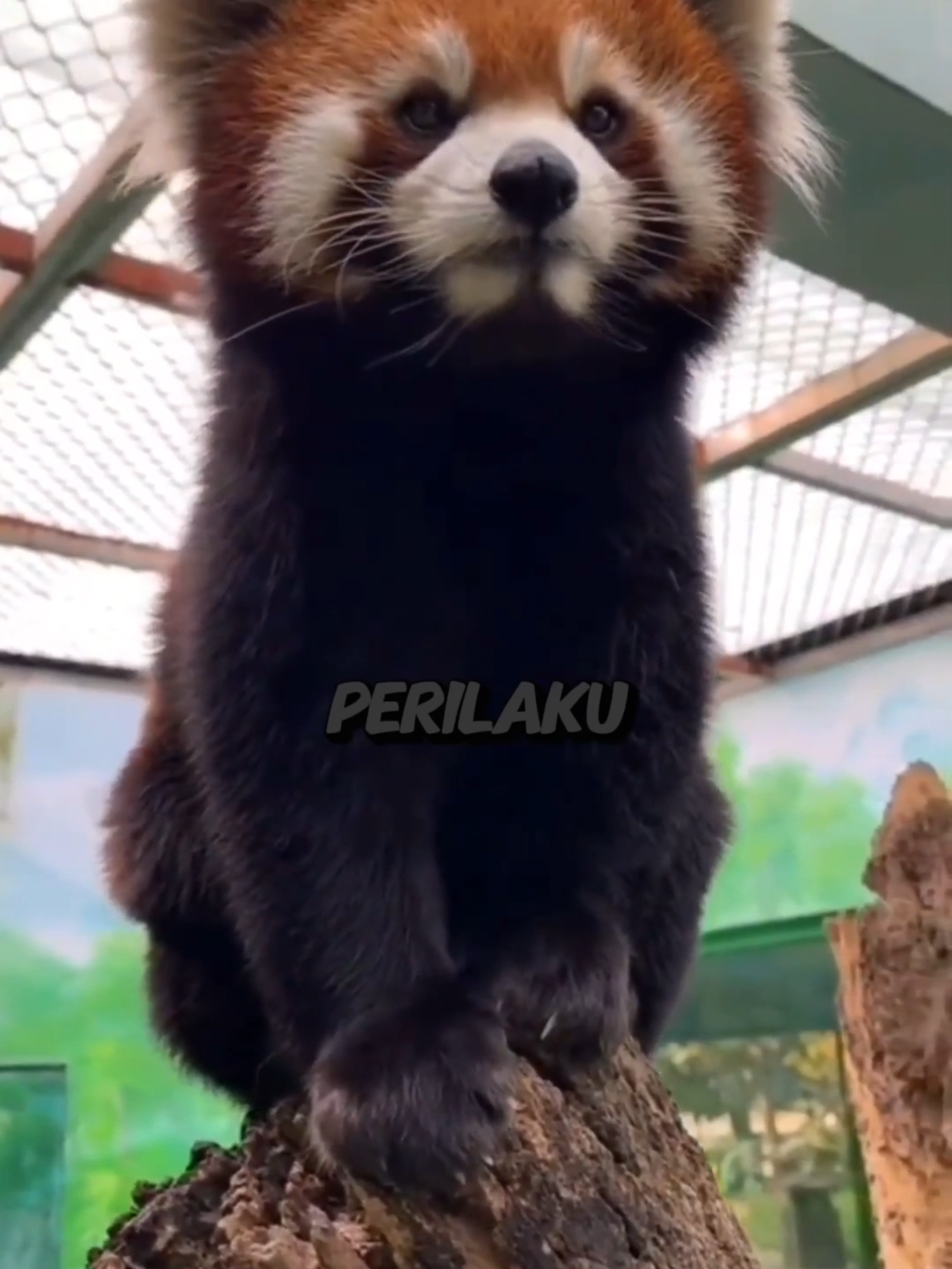 Perilaku Lucu Panda Merah#fyp#facts #viral #panda #pandamerah #animal #hewanlucu #faktamenarik #faktaunik #faktadunia #animalsl #animallover #pandachina #china #hewan