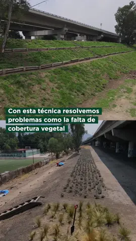 ¿Te imaginas una solución para restituir zonas erosionadas, que necesite poco mantenimiento y que embellezca el espacio público?  Te invitamos a conocer la hidrosiembra, una innovadora técnica que Yaax Paisajismo ha utilizado para intervenir y mejorar áreas verdes urbanas.  ¿Qué opinas? Cuéntanos en los comentarios en qué parte de la ciudad te gustaría implementarla. . . . #hidrosiembra #paisajismo #semillas #suelo #fertilizacion #pasto #paisajismourbano #mexico #germinar #tierra #agua #erosion #valledemexico #verde #vida #suelosano #micorrizas #adherente 
