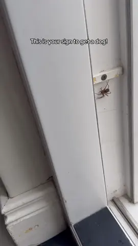 Who else hates spiders!!😭