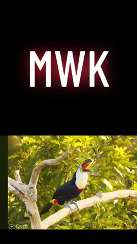 Explore the incredible wildlife of the Amazon rainforest in our latest video🍃 🐾 #AmazonAnimals #WildlifeDocumentary #NatureLovers #Biodiversity #EcoAwareness #Rainforest #AnimalKingdom #Conservation #NatureDocumentary #ExploreNature #TikTokCreatorSearchInsightsIncentive 