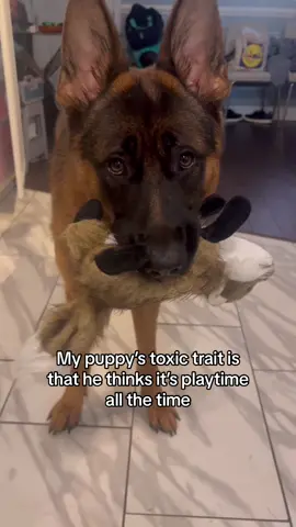 Its the sassy toy squeak for me 😂❤️ #puppy #germanshepherdsoftiktok #gsdpuppy #gsd #germanshepherdpuppy #germanshepherd 