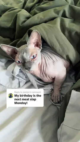 Replying to @Jordyn Happy Meat Slap Monday! 🍖🤚🏼📅 & Meaty birthdsy blessings 😌🙏🏼 whose mest yall slappin today? #msm #meatslapmonday #meatslap #carpetdrag #carpetcat #sphynxcat #sphynx #hairlesscat #hairless #cat #catsoftiktok #catsofinstagram 