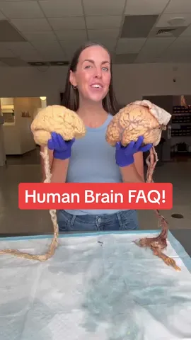 🧠 Human Brain FAQ! 🧠 #anatomy #organs #humanbody #humananatomy #brain #science #scienceteacher #nowyouknow #mrsb #mrsbtv #LearnOnTikTok @Experience Anatomy 