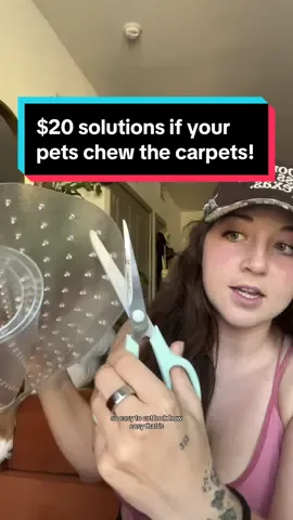 I cant believe I’ve never showed yall this!! Have you used it before?! #amazonpetfinds #petproductsthatwork #carpets #catsoftiktok #puppytraining 