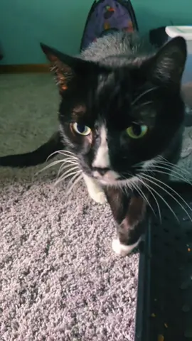 get it together Moe. #catsoftiktok #cats 