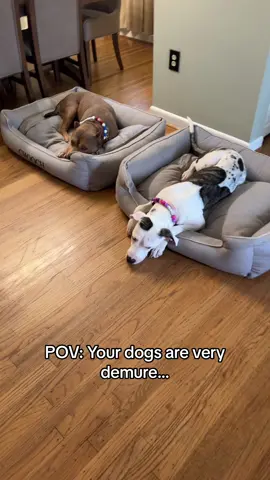 Had to jump on this 😂 @Jools Lebron  #fyp #eddienchooch #verydemure #dogsoftiktok #foryou #trending #viral #paratii #doglovers 