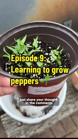Episode 9: Learning to grow peppers 🌱 #business #makingsauce #sauce #SmallBusiness 