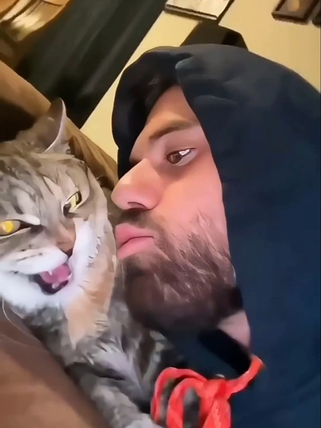 funny cats #funnycats #catsoftiktok #cattiktok #cats #catsarefunny