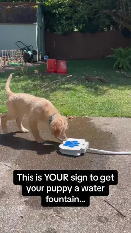 He was so confused 🥺🐶 #RoadTo15Million #Pubity  (shannon tower via ViralHog)