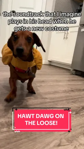 #creatorsearchinsights A monday pick me up for yall! Who wants a hot dog?? HOT DOG ON THE LOOSE!! #fy #fyp #foryoupage #trending #viral #dachshund #minidachshund #dachshundsoftiktok #doggo #cute #happy #Love #viralvid #viralvideo #tiktokshop #tiktok #relateable #Foodie #mukbang #asmr #monday #usa #lion #loveyou #puppy #minidachshundpuppy #longhaireddachshund #dappledachshund 