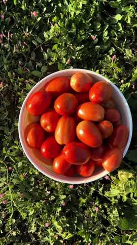 These beautiful people picked 3000 lbs of roma tomatoes today. Its salsa time.  #farm #farmlife #farmers #tomato #gardens #canada #fyp #okanagan 