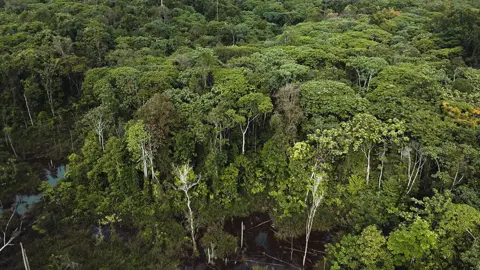Drone Area Hutan hujan Kalimantan Tengah  #kalimantan #hutankalimantan #rainforest #borneo #kalteng 