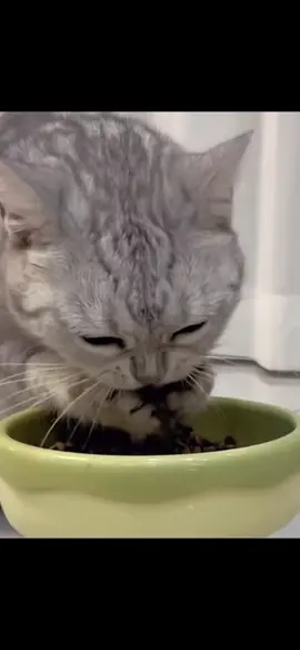 A delicious way to eat cat food/キャットフードのおいしい食べ方🤓🤓#funnyvideos #面白い動画 #可愛いペット #cuteanimals #fyp #面白いペット #mukbang #catslovers #catsoftiktok 