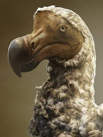 La triste historia del dodo, el ave que extinguimos en menos de 100 años. #dodo #aves #naturaleza #SabiasQue #aprende #AprendeEnTikTok #AprendeConTikTok #curiosidades #animales #animalestiktok #pajaros