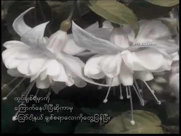 ထပ်ချစ်ရမှာကိုကြောက်နေပါပြီဆိုကာမှ ငါ့နှယ် ချစ်စရာလေးတွေ့ပြန်ပြီ