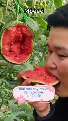 Ăn cả quả dưa hấu táo đã quá ạ!#duahau #hatgiong #xuhuong 