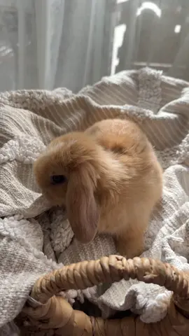 first day in his new home 🐰 #MiniLop #BunnyLove #FluffyLop #LopLife #BunnyCuteness #LopEars #BunnyVibes #LopBunny #BunnyTikTok #CuteBunny
