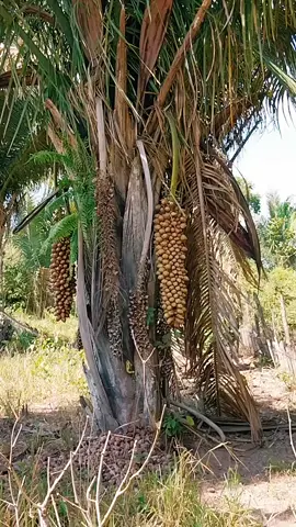 Palmeira do coco babaçu: Riqueza do nosso Maranhão.  #coco #babaçu #maranhão #nordeste #maranhense #quebradeiradecocobabacu #maranhaotiktok #maranhao #nordestino #roça #interior #baixadamaranhense #simplicidade #saovicenteferrer #viraliza #tiktokviral #tiktokmaranhao #tranquilidad #filhodomato #serfeliz #sertaodonordeste 