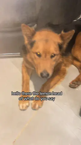 #JimmyTheGSD #germanshepherdsoftiktok #southafricantiktok🇿🇦 