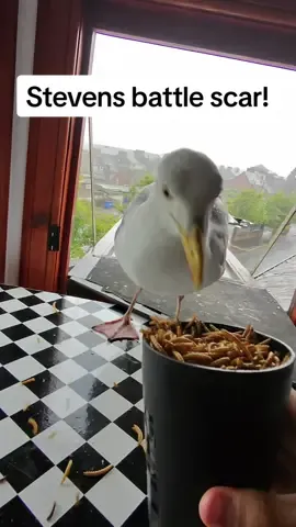 Stevens foot is thriving and he’s getting a little shower today in the rain… i love when he has a wet head 😂  #fyp #foryou #seagull #birds #feedingsteven #pets 