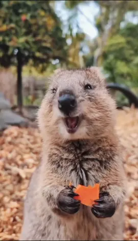 Meet the happiest little quokka enjoying its snack! 😄🍃 That adorable smile while munching is guaranteed to brighten your day. This cuteness is on another level! 🥰 #quokka #cuteanimals #SmilingQuokka #AnimalLovers #happyvibes #PetsOfTikTok #dailycuteness #ViralAnimals #QuokkaSmile #cutenessoverload #quokkagang #cute #wildlife #viral #forest #goodvibes #smile #smiley 