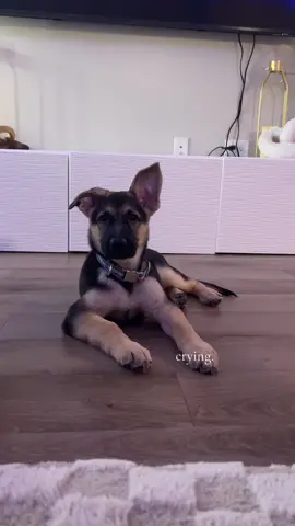 omg my heart #fosterdog #fosterdogsoftiktok #fosterdogs @Mercy Full Project 