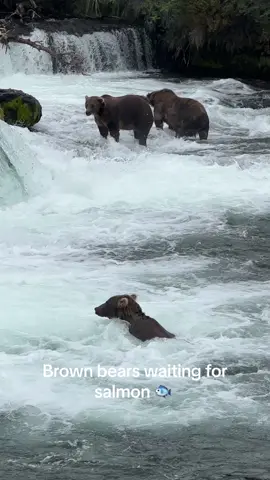 Brown bears looking for salmon at the falls.  Always a blast to see bears fishing at the falls! #fyp #foryou #foryoupage #video #photography #outside #Outdoors #adventure #nature #wildlife #wildlifephotography #alaska #bears #brownbears #fishing #fatbearweek #brooksfalls 