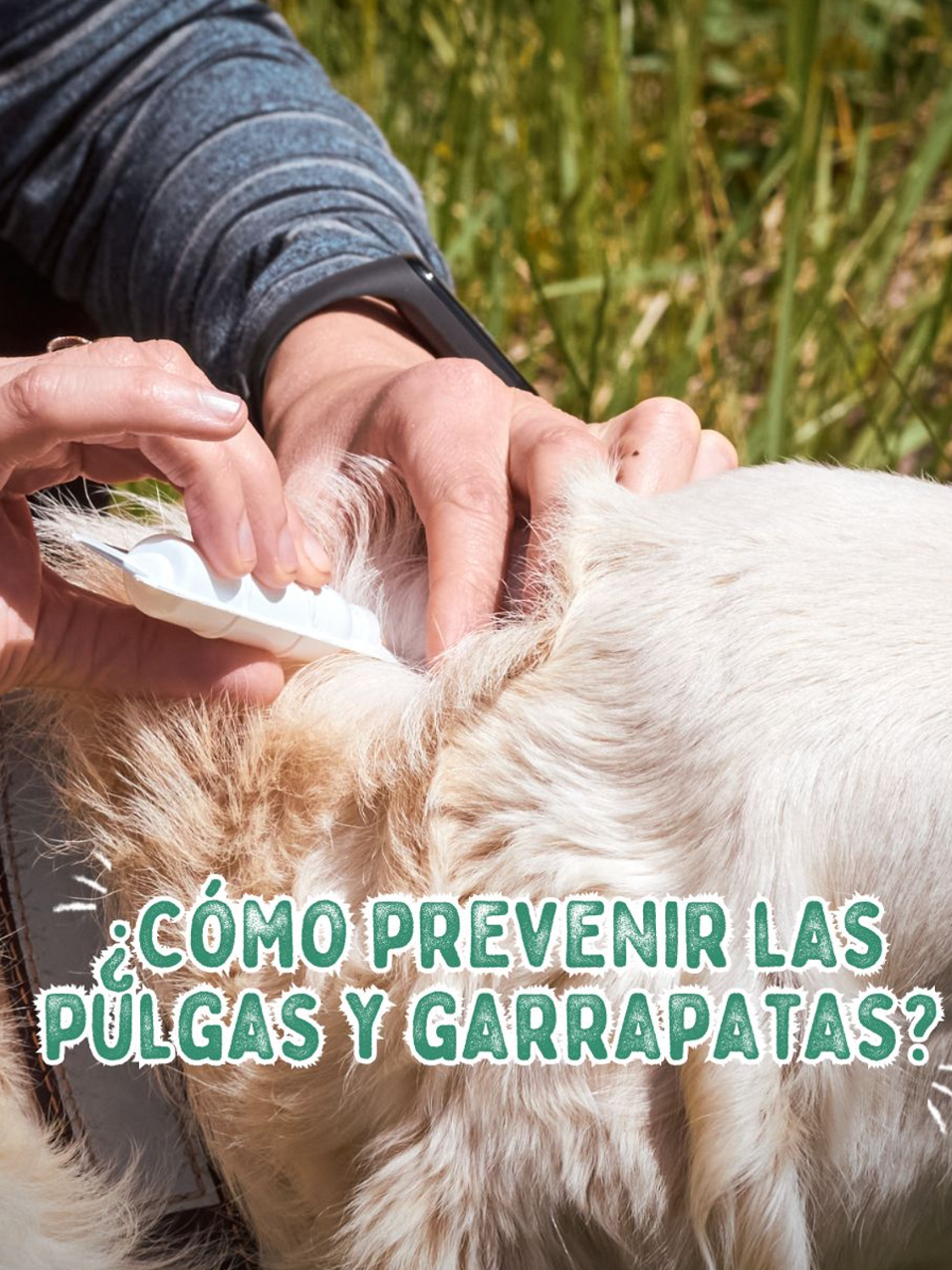 🐾🛡️ ¿Sabías que las pulgas y garrapatas pueden afectar la salud de tu mascota en cualquier momento? Proteger a tu amigo peludo es más fácil de lo que piensas. 🐶🐱 Mantén a tu mascota protegida con Bravecto para perros y Bravecto Plus para gatos. Una sola dosis ofrece hasta 12 semanas de protección efectiva, permitiéndoles jugar y explorar sin preocupaciones. 👉 Para más información sobre cómo mantener a tu mascota saludable y feliz, sigue a @liga_mascotera #Cuidado #Bravecto #Protección #SaludAnimal #MascotasFelices #Publicidad #Dog #Cat #Peru #Perro #Gato #perrostiktokers #gatostiktok