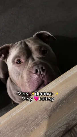 I don’t do too much 💁‍♀️ #verydemure #demure #cutesy #dog #dogs #puppy #americanbully #sass #trend #dogsoftiktok 