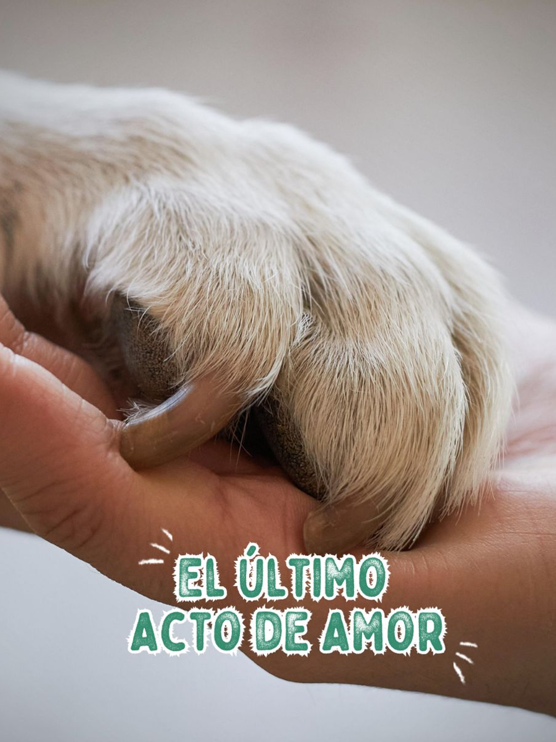 🐾💔 Decir adiós a una mascota es un acto de amor profundo. Elegir dejar ir a tu compañero para evitar su sufrimiento es una decisión compasiva y valiente. Este último acto de amor es un momento para recordar la alegría y el amor compartido. 👇 Si has enfrentado esta decisión, comparte cómo te has sobrellevado este momento. #consejo #panchocavero #mascotas #perro #gato #tips #cuidado #dog #cats #perrostiktokers #gatostiktok #amor #actodeamor #dormir