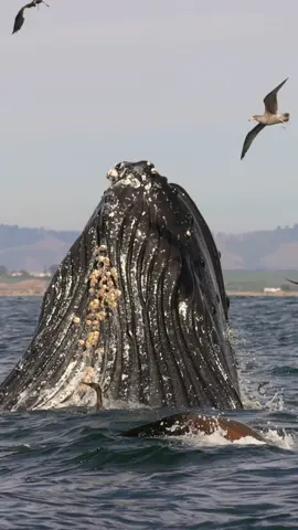 Hundreds of hungry hungry Humpbacks feeding on massive schools of anchovies. Dreamy, sunny, flat calm waters chalked full of wildlife brings great joy to us.  🐳Book now using link in bio🎉 #whalewatching #whale #fish #humpbackwhale #breach #jump #iphone #fly #low #news #media #lunges #wildlife #montereycalifornia #coast #cali #sun #fun 