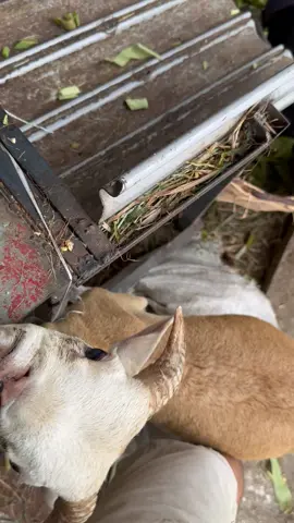 É uma agonia na hora do comer