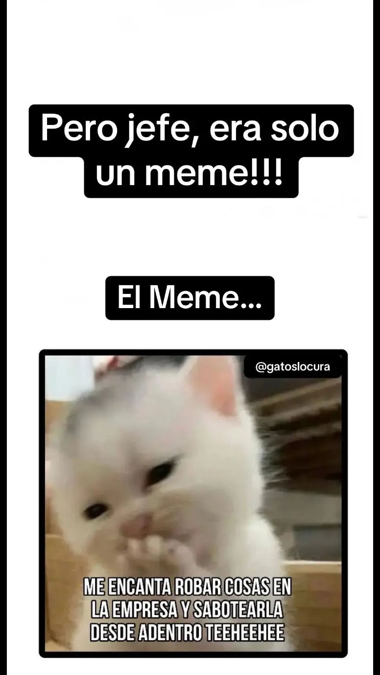 Era un simple meme, le da color el jefe… #gatos #gatitos #gatostiktok #viral #tiktok #trabajo #jefe #meme 