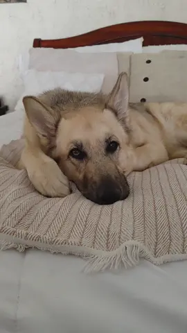Oh well, guess she'll just take a nap. #germanshepherd #dogs #pitties #malinois #dogtrainingwithoutabuse #stopdogabuse #justicefordogs #rescuedog #fosterdog #dogfireverhone #cutedog #funnydog #puppy #STEMgirl #MathHobby #physics #derivatives  #quauntumphysics #GenXmom #GenXcouple #GenXdogmom #stephenkingfan #stephenkingbooks #stephenKingFirstEditions #rareStephenKingBooks #CMLlife #Leukemiawarrior #liveagoodlife #justiceforanimals #gettheabuseroffthestreets  #dogsoftiktok #germanshepherdsoftiktok 