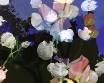 big inspo from @Limerence 💙 #film #multiexposure #multipleexposure #doubleexposure #overlay #aftereffects #edit #ocean #jellyfish #tulip #flowers #aesthetic #tumblr #vibe #hopecore #nostalgia #comfort #digitalcam #pinterest #viral #teamwork #photography #moodboard #dreamcore #abstract #ethereal #edits