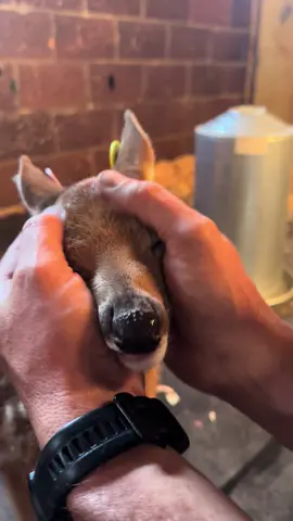 When you scratch the right spot😍#deer #fyp #foryou #michigan #deeroftiktok #deerfarm #fawn #whitetail #fyppppppppppppppppppppppp #foryoupage #michigandeerfarmer 