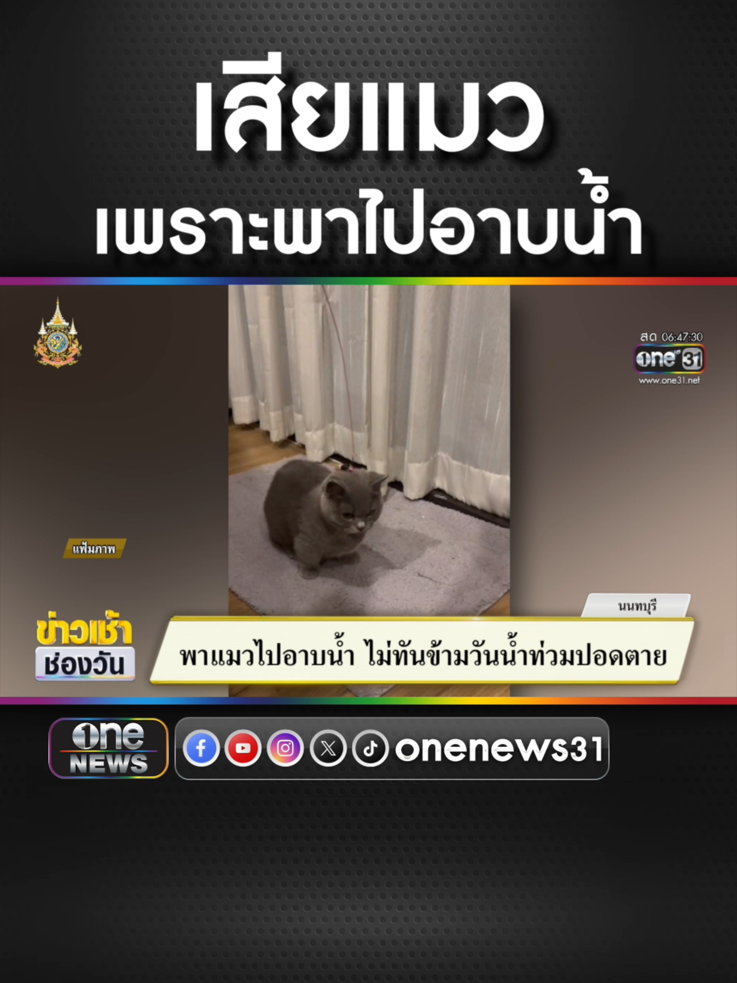 พาแมวไปอาบน้ำ ไม่ทันข้ามวัน น้ำท่วมปอดตาย  #ข่าวช่องวัน #ข่าวtiktok #สํานักข่าววันนิวส์  พาราแคพ ยาเม็ดบรรเทาปวดลดไข้ พาราเซตามอล 500 มิลลิกรัม แผงสีเขียว